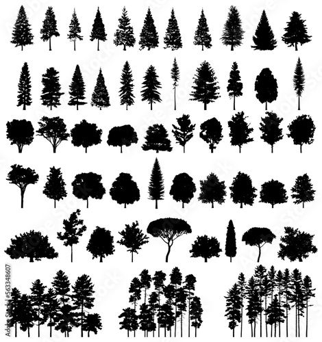 Spruce and Pine tree silhouette collection