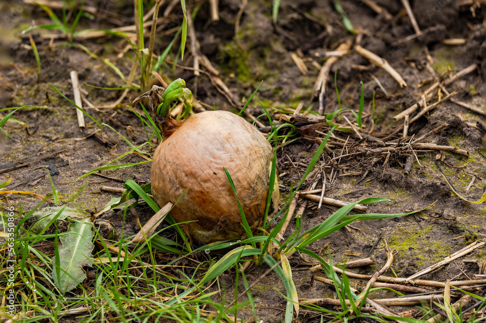 Forgotten onion with green shoot on a field in winter in Germany Forgotten onion with green shoot on a field in winter in Germany
