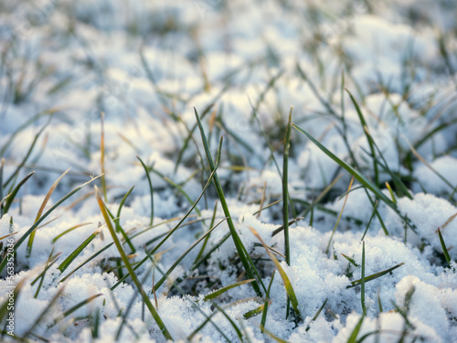 Suelo césped con nieve derritiéndose final invierno © lolate