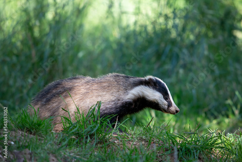 European badger (Meles meles), Dumfries, Scotland