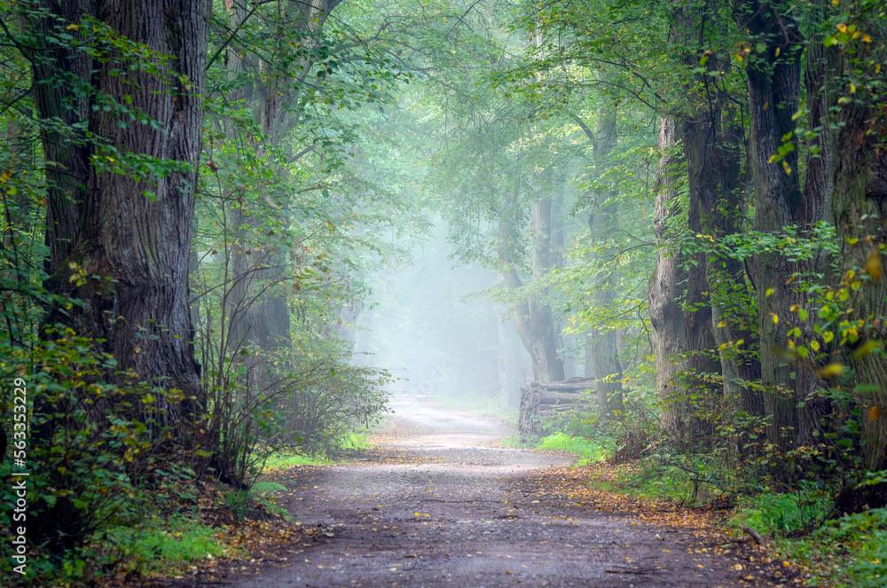 Fototapeta premium Avenue in old foggy forest