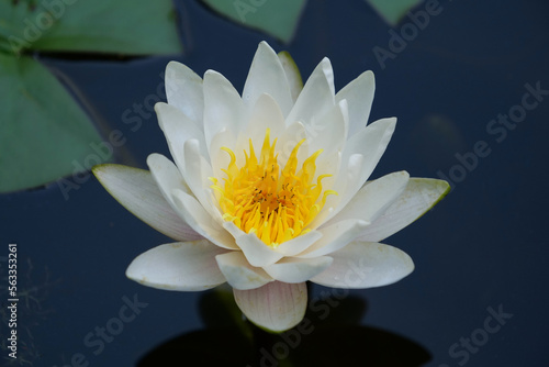 White Lotus in a pond, nelumbo - genus of aquatic plants with large flowers