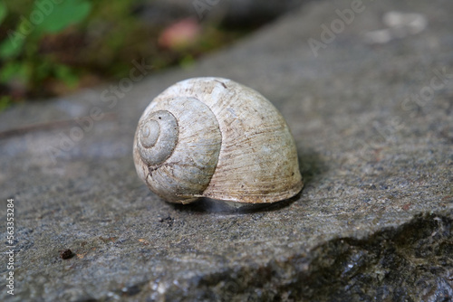 Little shell on a stone