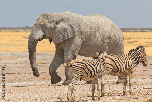 Elephant zebras and antelopes in natural habitat in Etosha National Park in Namibia.