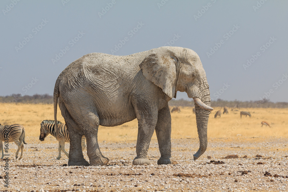 Elephant zebras and antelopes in natural habitat in Etosha National Park in Namibia. Elephant zebras and antelopes in natural habitat in Etosha National Park in Namibia.