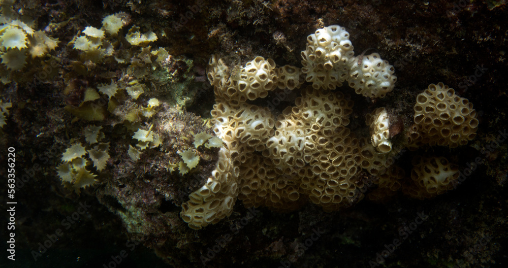 View of coral in the sea View of coral in the sea