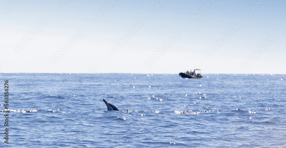 Obraz premium View of dolphin at La Reunion