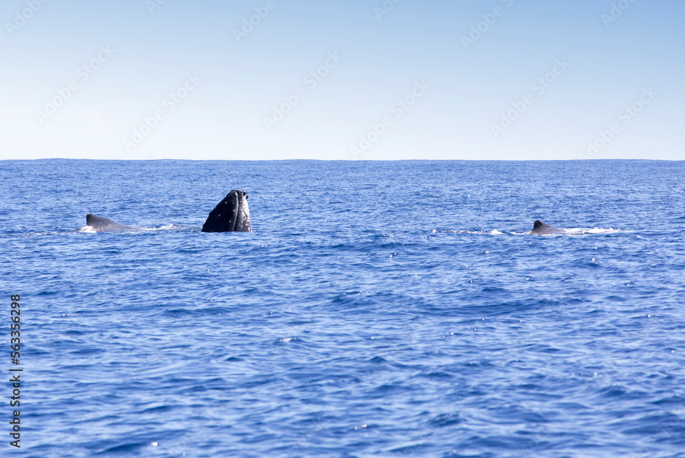 Obraz premium View of a whale in La Reunion