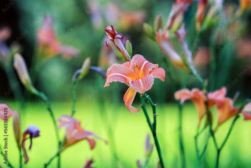 Plant Lily Hemerocallis lilioasphodelus