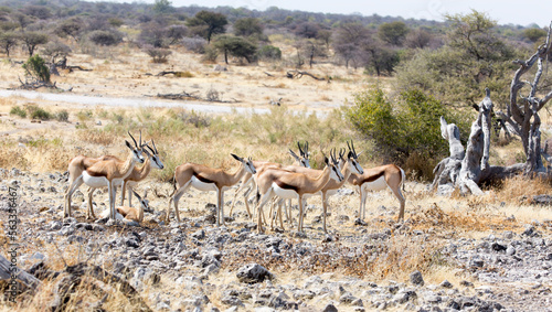 A view of group of springbok