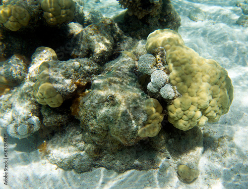 View of coral in the sea