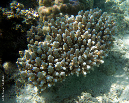 View of coral in the sea