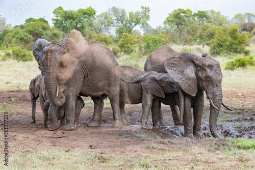 elephants dusting themselves down in the savannah