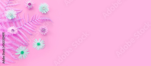 Top view image of magenta pastel fiddlehead ferns. Flat lay