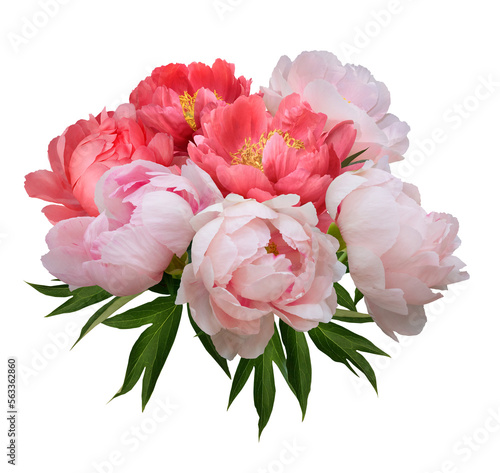 Fototapeta Naklejka Na Ścianę i Meble -  A bouquet of elegant exquisite blooming peonies isolated on a transparent background