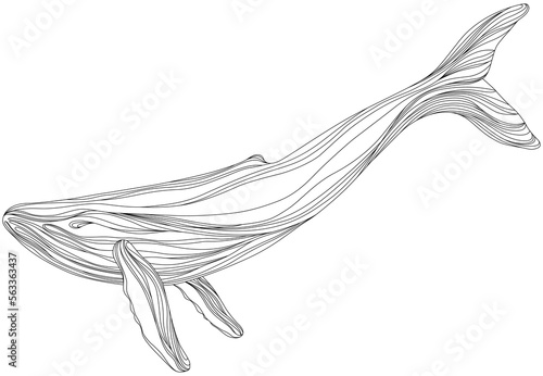 Abstract whale floating underwater. Illustration isolated animal on white background. Ocean mammal swimming.