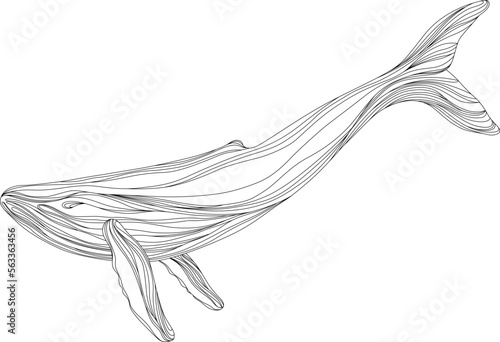 Abstract whale floating underwater. Illustration isolated animal on white background. Ocean mammal swimming.