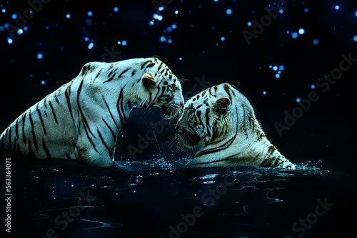 Romantic White Tiger Couple in Water under a Starry Sky