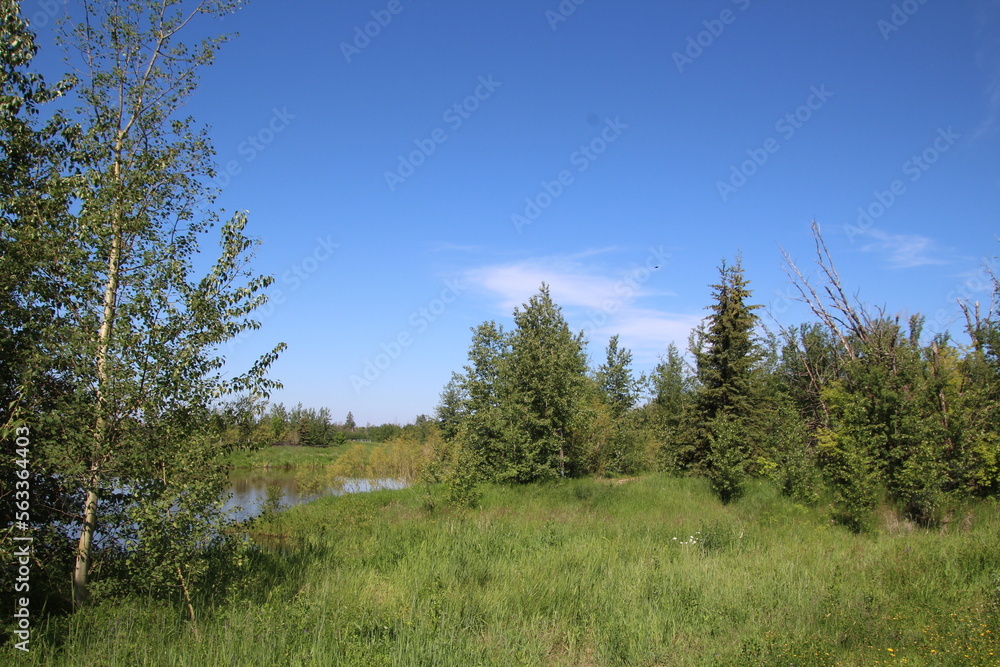 forest and sky