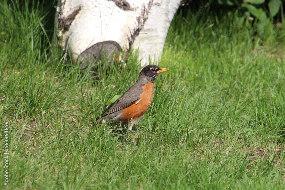 Robin In The Woods, Pylypow Wetlands, Edmonton, Alberta Robin In The Woods, Pylypow Wetlands, Edmonton, Alberta