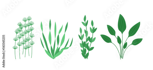 Set of algae for aquarium. Flat, cartoon, vector