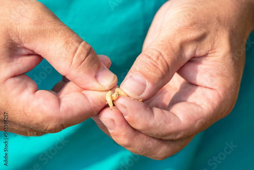 Male hands stick fly larvae on a fishing hook. Close-up.
