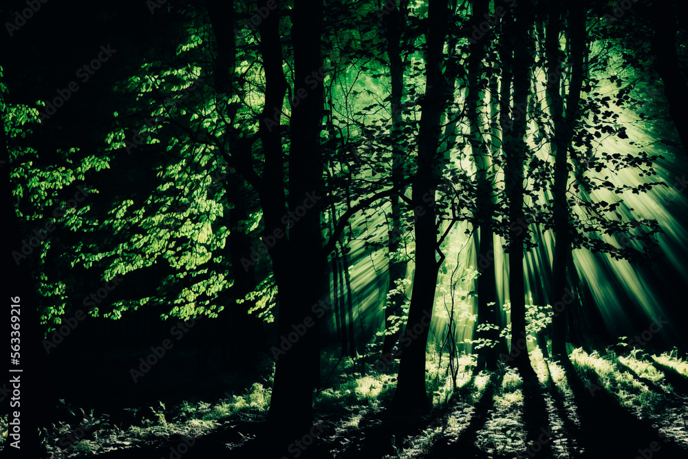 Obraz premium The picture shows a forest with backlight shining through the trees. The trees are in different shades of green