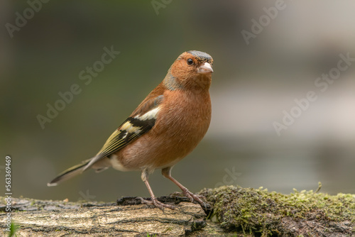  Common Chaffinch (Fringilla coelebs) on a branch in the forest of Noord Brabant in the Netherlands.                                                                                © Albert Beukhof