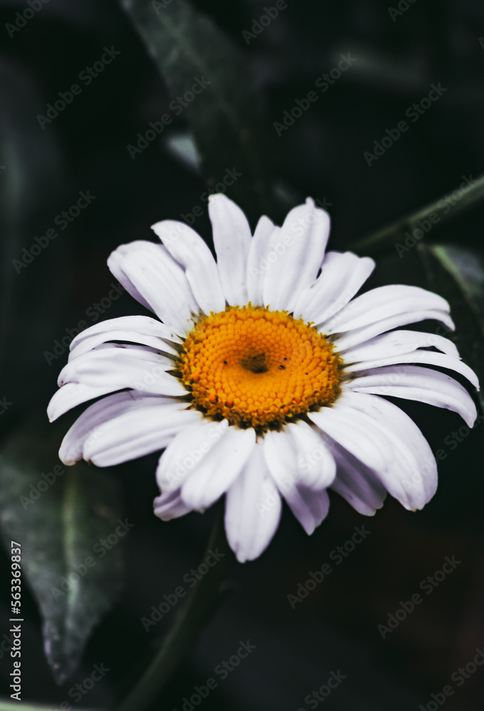 Obraz premium daisy flower closeup