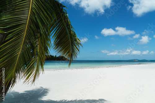 Horizontal palm on the beach of Anse Volbert on the Seychelles.