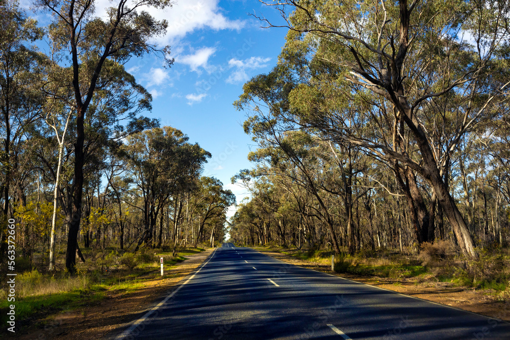 Fototapeta premium road in the Australian forest