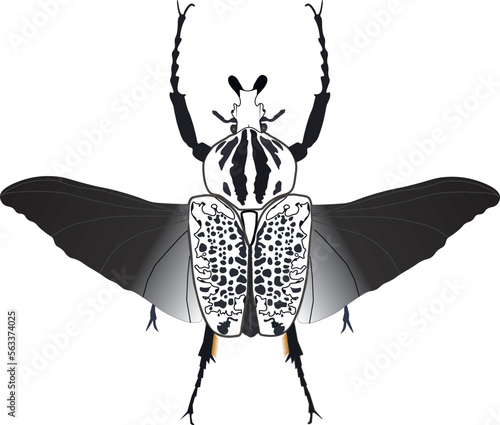 Goliath beetle vector hand drawn illustration. Goliathus orientalis on white background, for print, tattoo, textile, card. White black beetle with black wings
