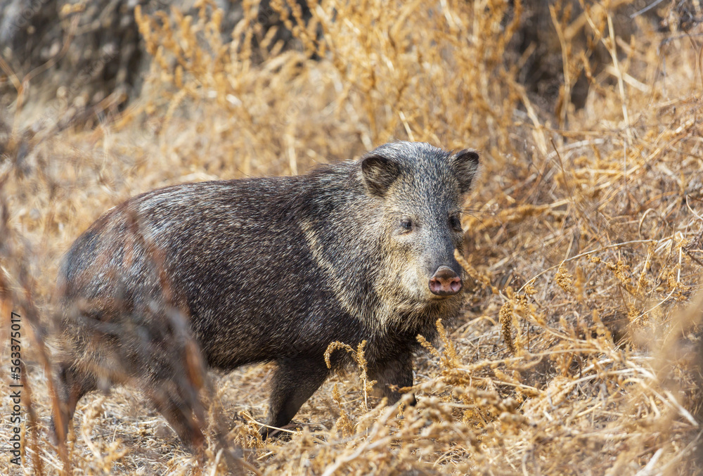 Boar Boar