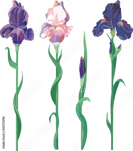 Background for design beautiful decoration vector flowers - irises on a white background, postcard for congratulations