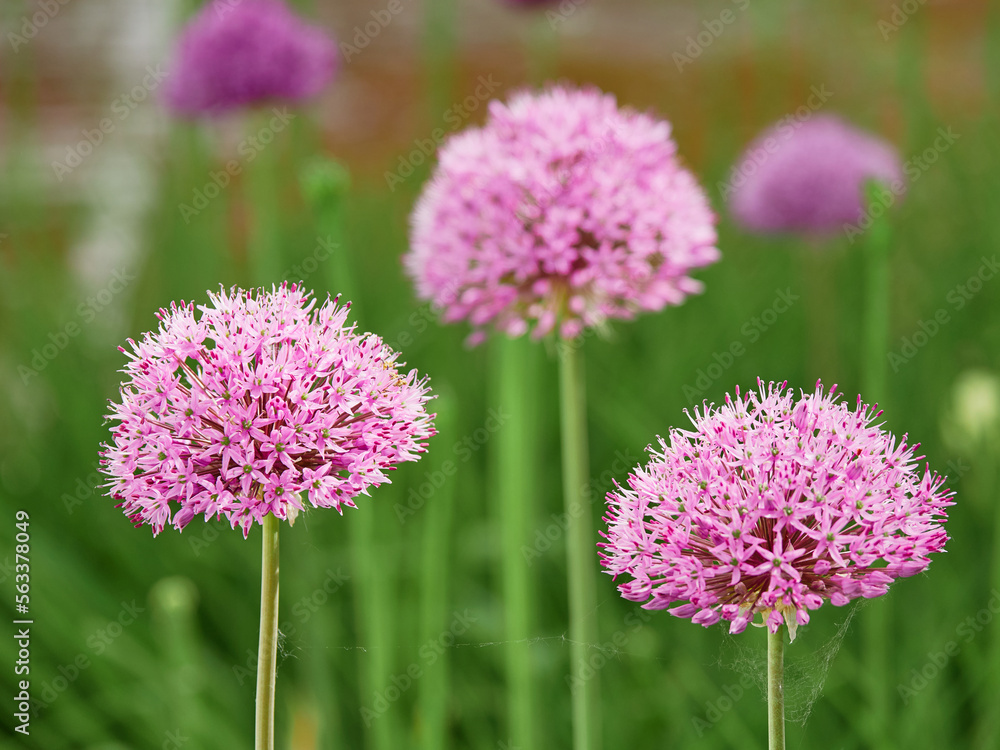 Flowering ornamental onion in garden: blooming beautiful flower. Flowering ornamental onion in garden: blooming beautiful flower.