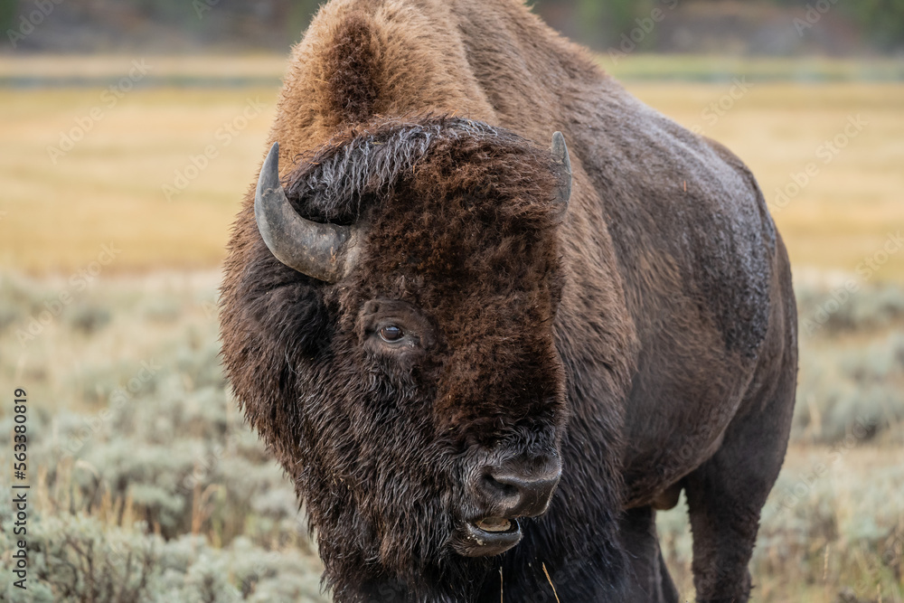Fototapeta premium American Bison Grazing in Yellowstone National Park in Autumn