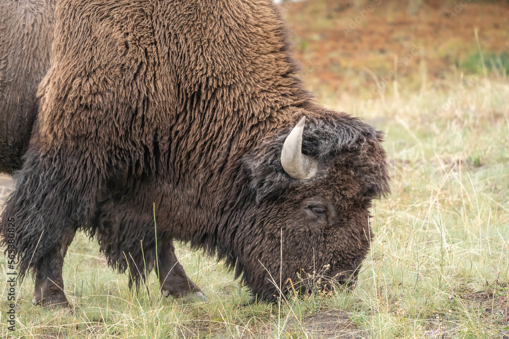 American Bison Grazing in Yellowstone National Park in Autumn American Bison Grazing in Yellowstone National Park in Autumn
