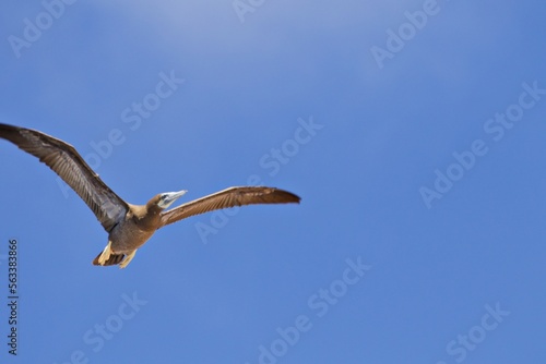 Sturmvogel in Feuerland