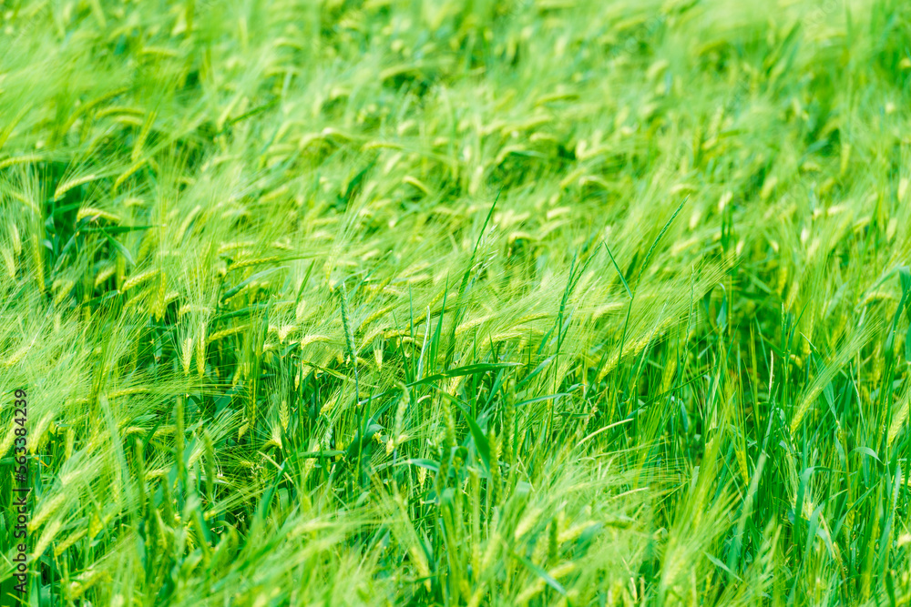 Field of fresh green meadow grass on a sunny sunny day Field of fresh green meadow grass on a sunny sunny day