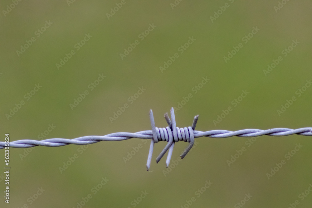 Old barbwire fence or military fence restricted agricultural field protects grassland of farmers and grazing cows with spikey and rusty spikes showing wool from grazing animals on rusty barbed wire