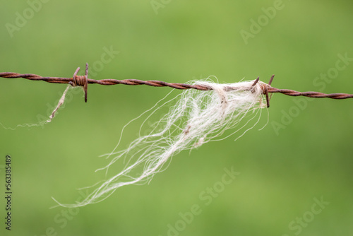 Old barbwire fence or military fence restricted agricultural field protects grassland of farmers and grazing cows with spikey and rusty spikes showing wool from grazing animals on rusty barbed wire