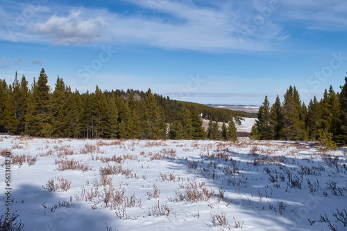 Snow on the ground in front of green trees on a bright winter day with a blue sky in the Bighorn mountains of Wyoming.