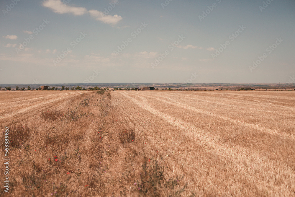 Fototapeta premium countryside views