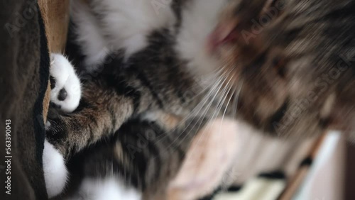 Cute domestic cat washes its paws. The concept of pets. Vertical video.