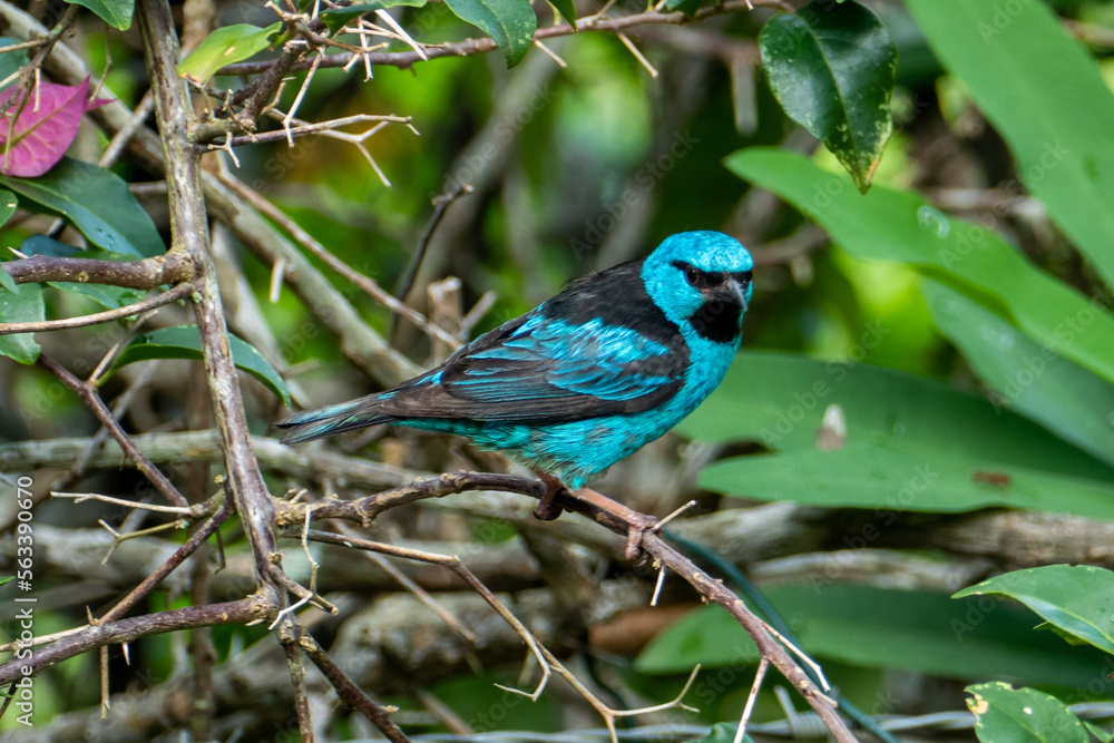 The blue dacnis or turquoise honeycreeper (Dacnis cayana) is a small passerine bird