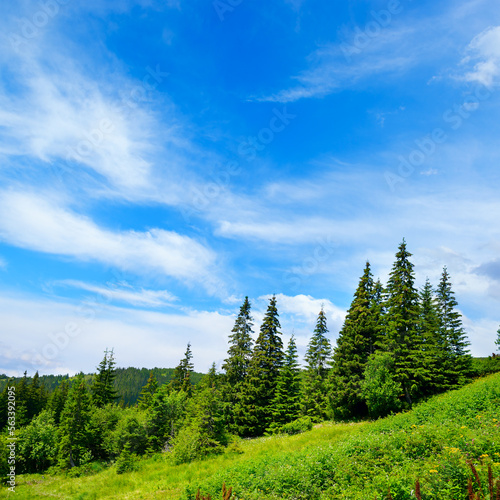 Fototapeta Naklejka Na Ścianę i Meble -  Beautiful pine trees on background high mountains.