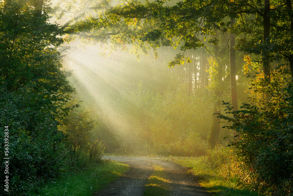 Beautiful sunny morning in green forest Beautiful sunny morning in green forest