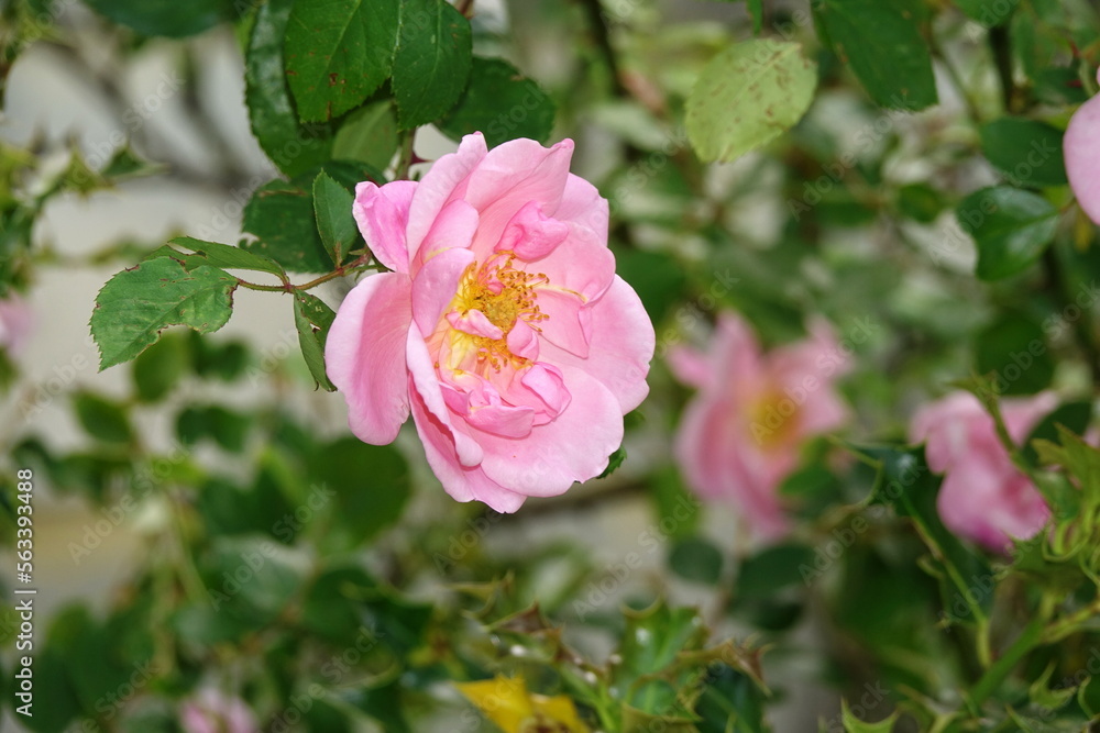 Rose Rose