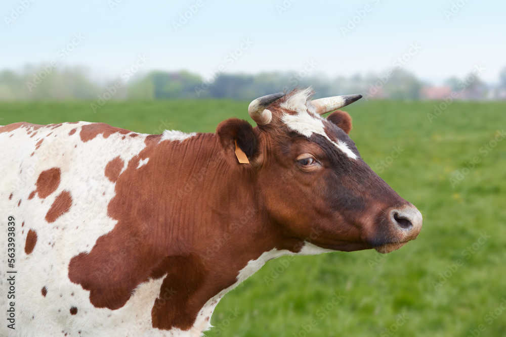 Closeup of the head of a brown white cow