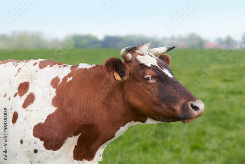 Closeup of the head of a brown white cow